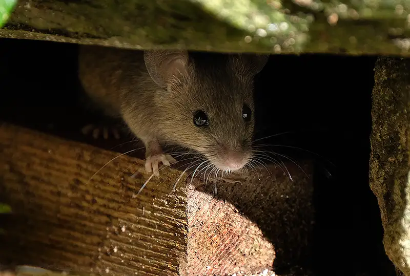 How To Keep Mice Away in your area